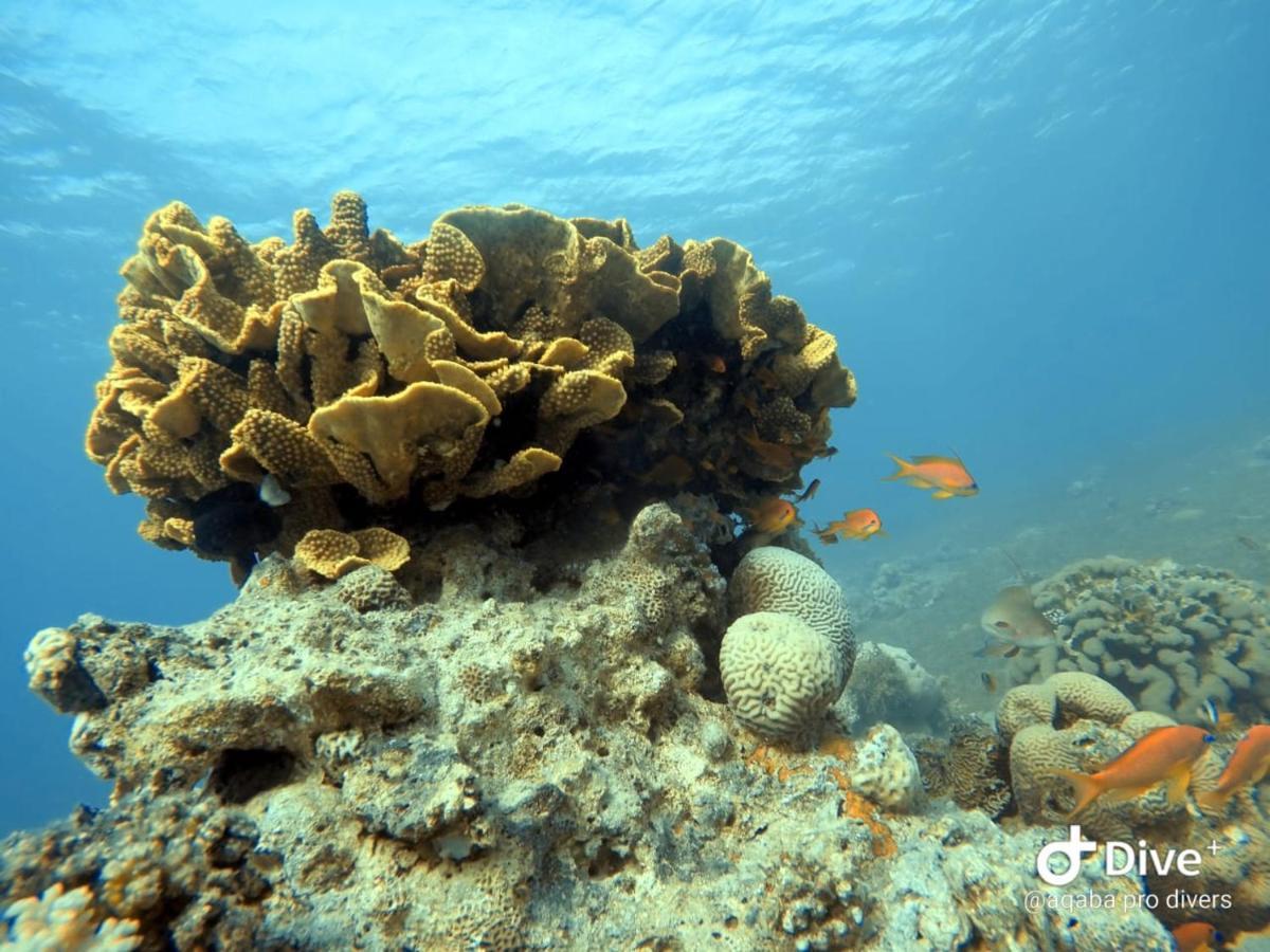 Aqaba Pro Divers Esterno foto