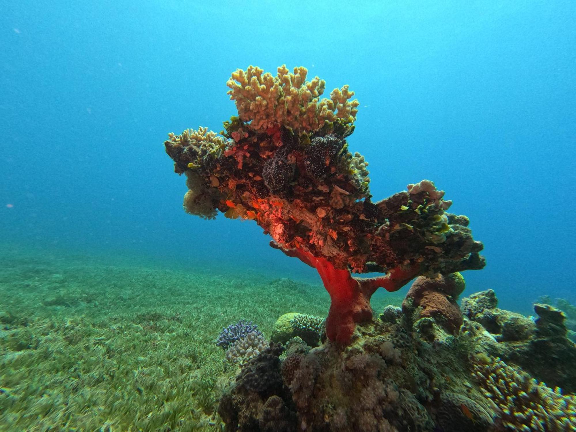 Aqaba Pro Divers Esterno foto