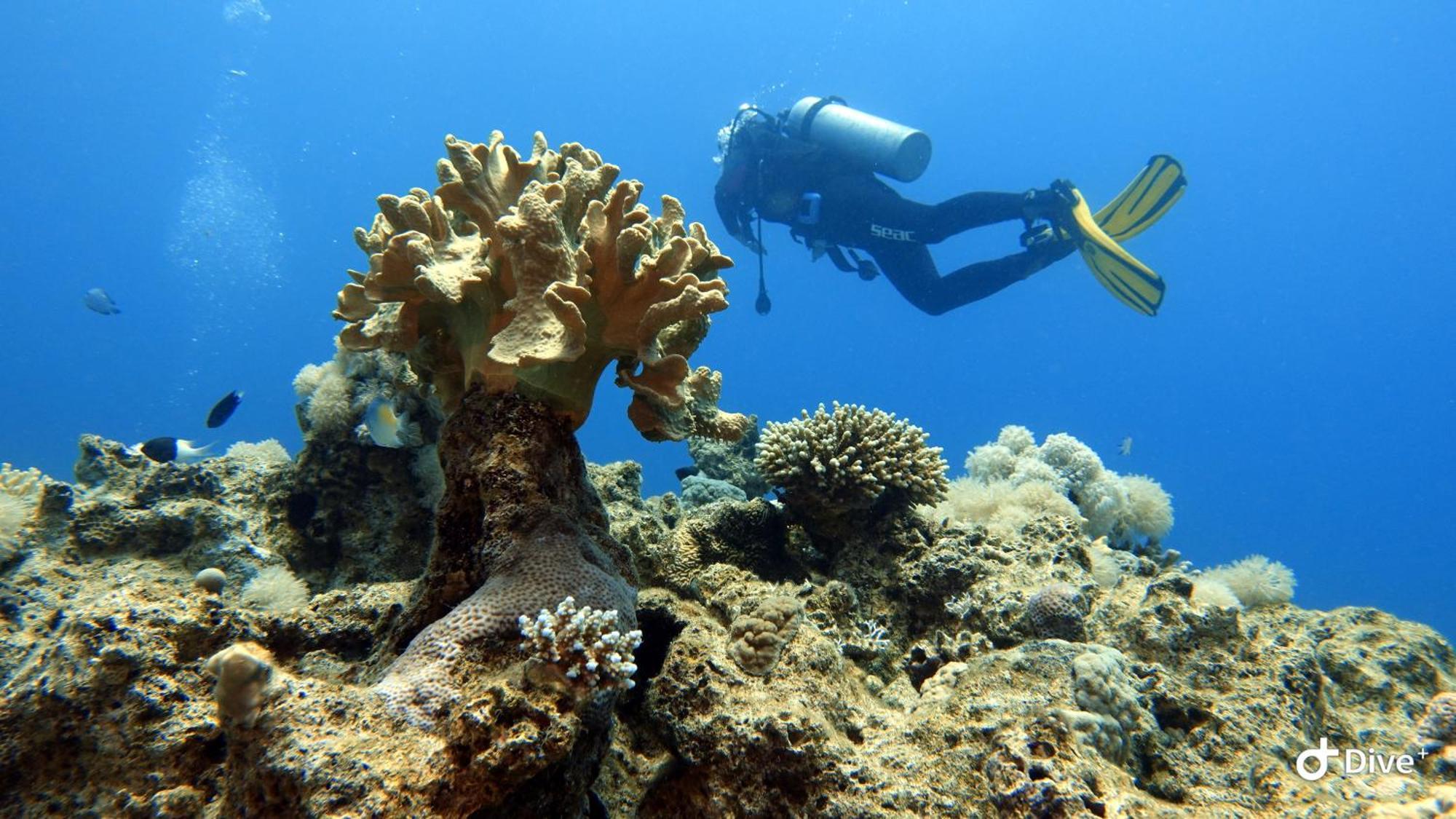 Aqaba Pro Divers Esterno foto
