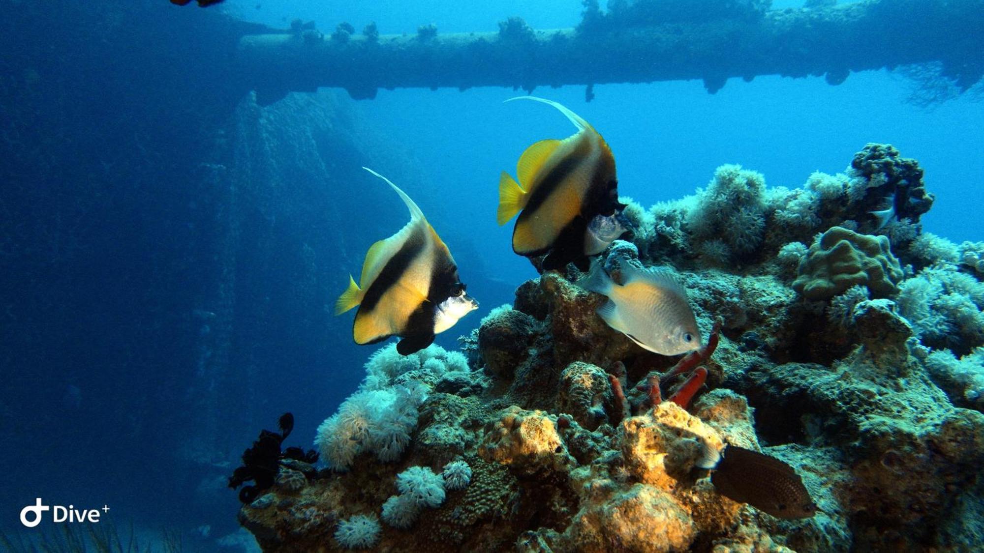 Aqaba Pro Divers Esterno foto