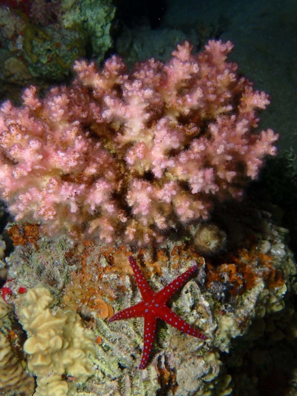 Aqaba Pro Divers Esterno foto