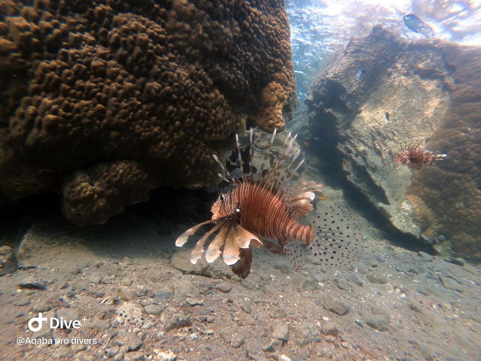 Aqaba Pro Divers Esterno foto