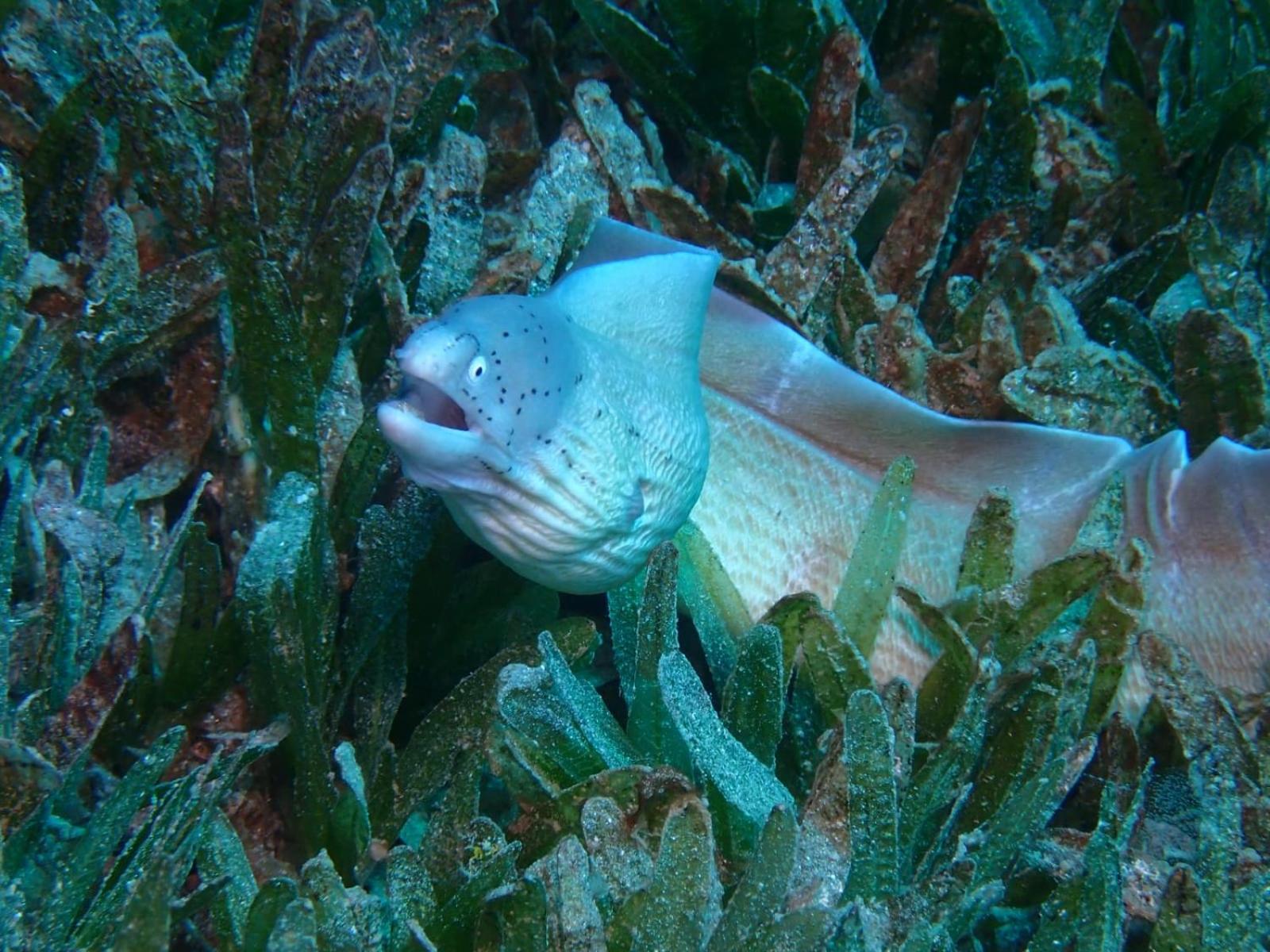 Aqaba Pro Divers Esterno foto