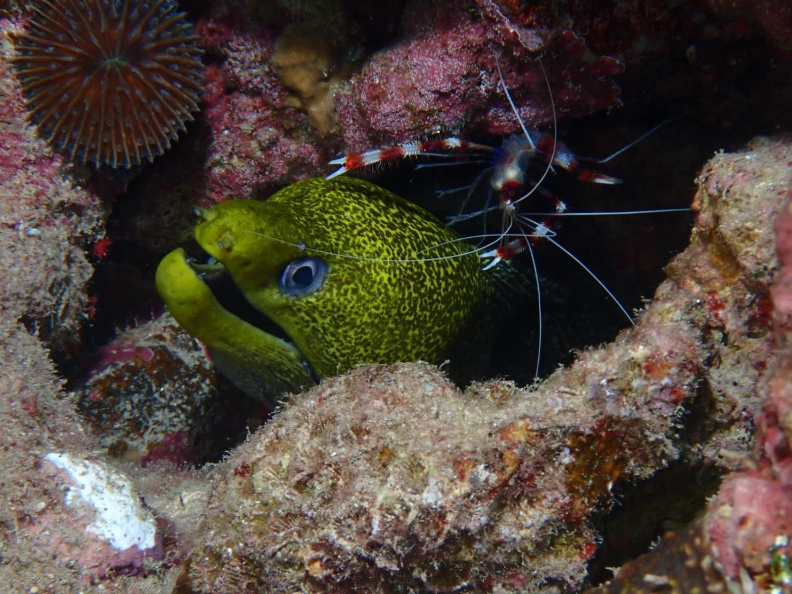 Aqaba Pro Divers Esterno foto